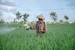 Front view of Asian farmer spraying rice green field