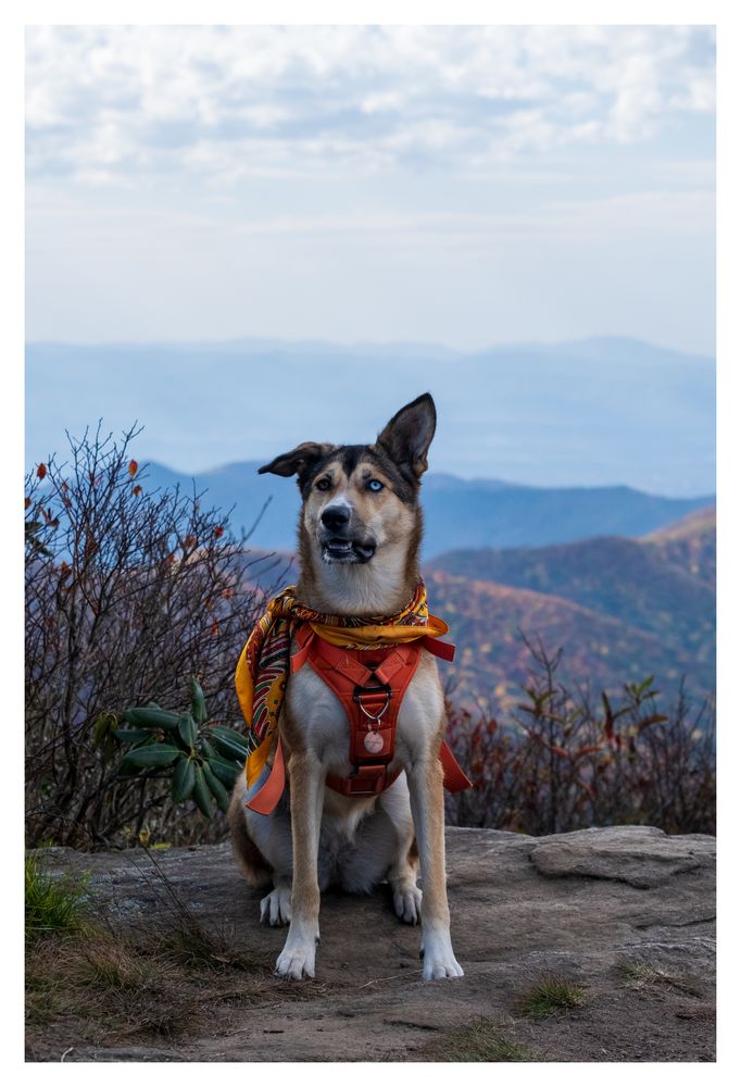 Dog with multicolored eyes in front of mountains