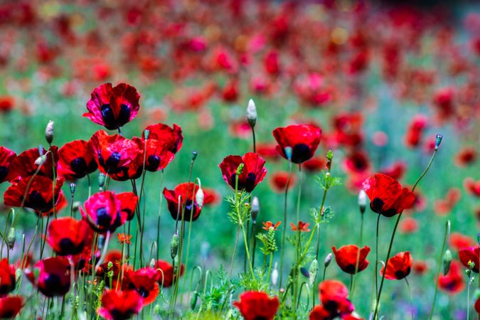 Beautiful red poppy flowers in field