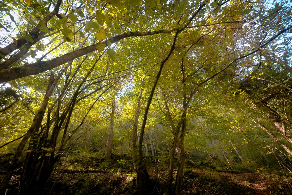 Small river flowing in green dark beautiful forest.