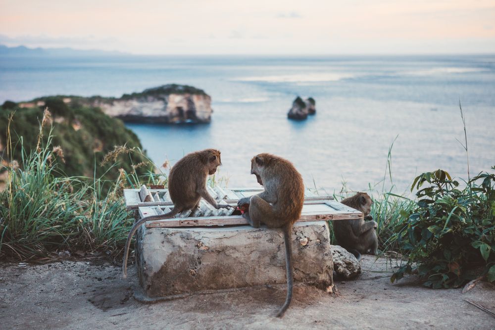 Monkeys on coast against dusky ocean