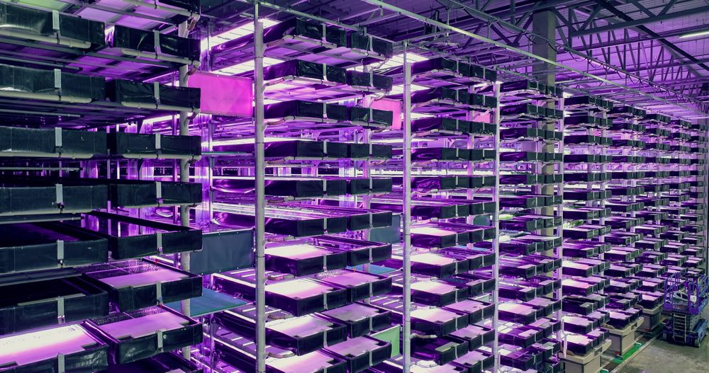 Big Vertical Farm with Multiple Rows and Layers of Eco-Friendly Plants Growing Under Artificial LED UV Sunlight. Fresh Green Vegetable Leaves Production Facility. Wide Angle Aerial Shot
