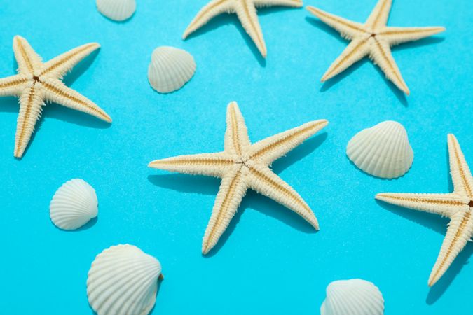 Composition with starfishes and seashells on color background, closeup