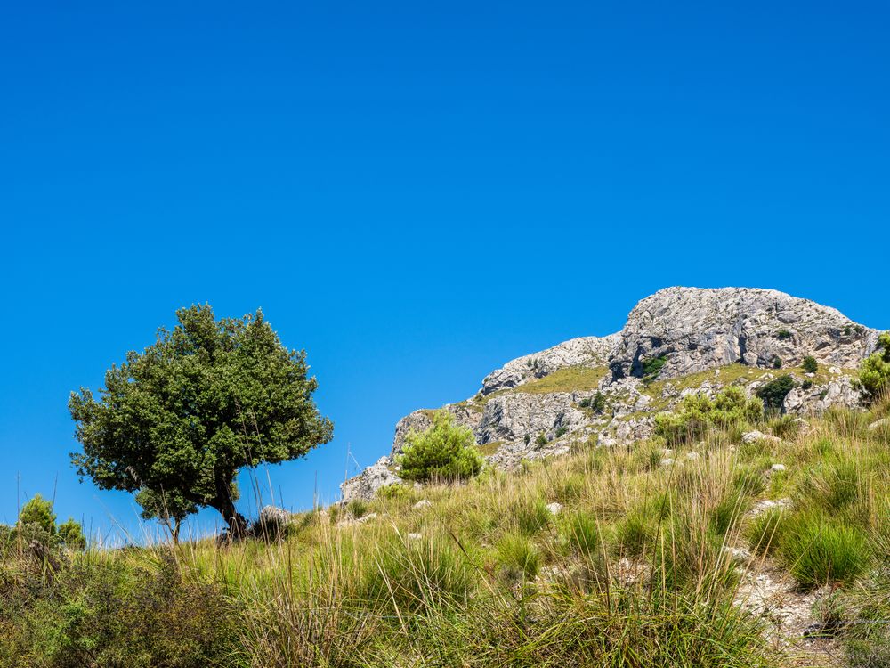 Shrubs and tree near rocky cliff
