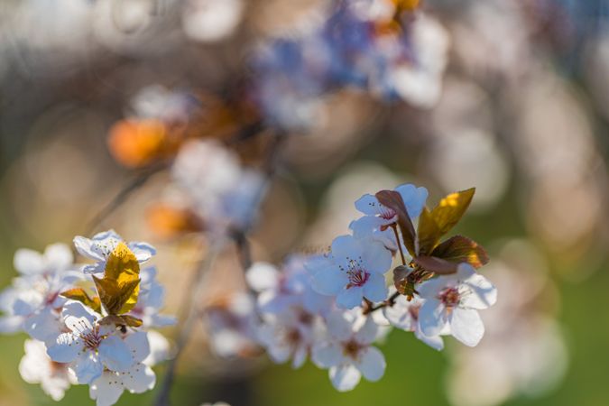 Close up of delicate flowers and shadows