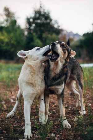 Dogs playing in nature