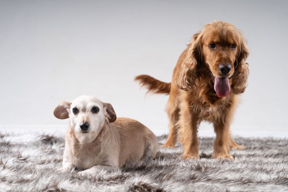 Two cute dogs, a cocker spaniel and teckel pictured on rug