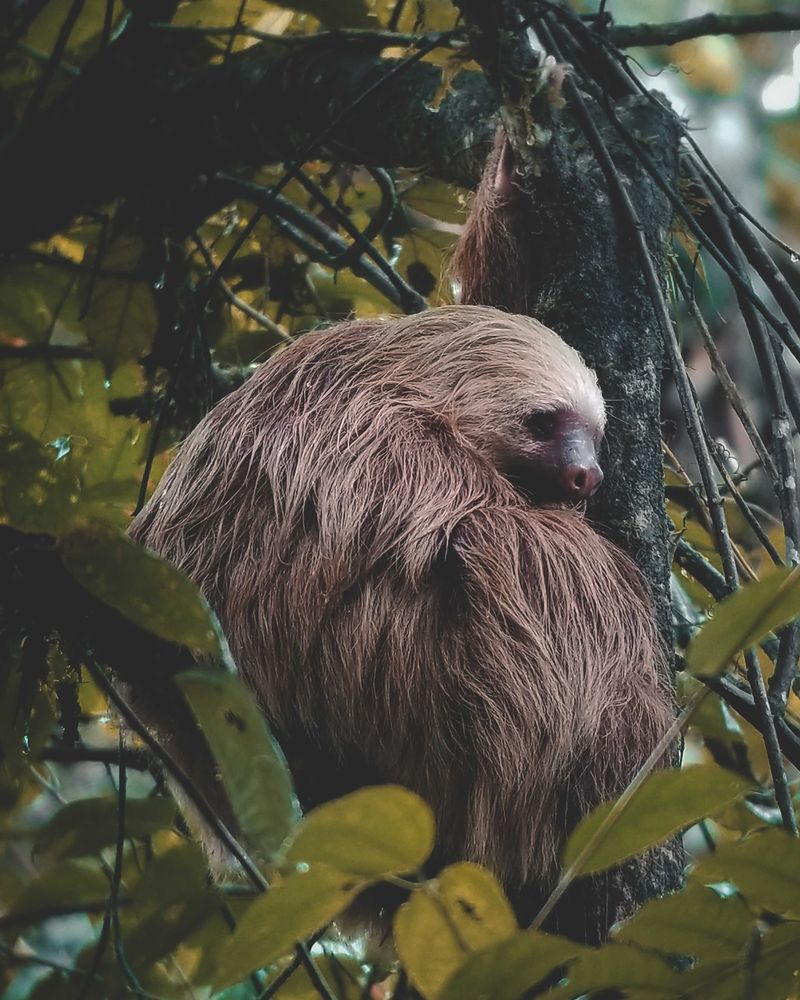 Pygmy three-toed sloth