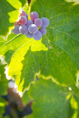 Vineyard with Lush, Ripe Wine Grapes on the Vine Ready for Harvest.