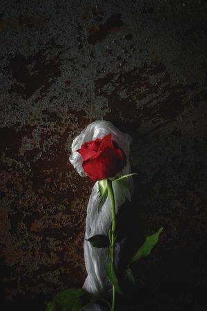 red roses with dark background