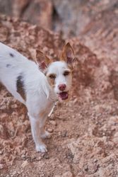 Funny dog standing on stony ground
