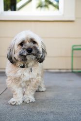 Portrait of Shih-tzu dog