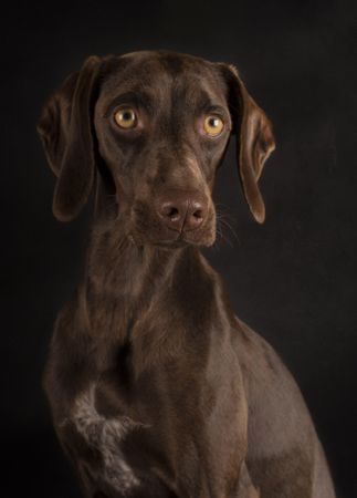 Brown curious Weimaraner sitting and looking away
