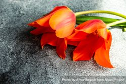 Orange tulip flowers on concrete counter 4BavxB