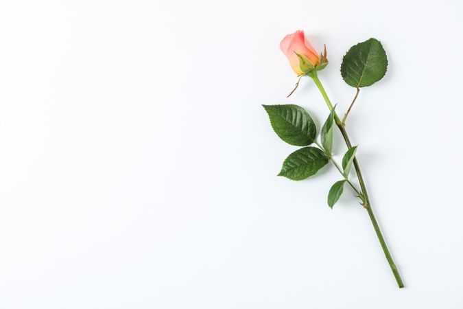 Beautiful orange rose on plain background, space for text