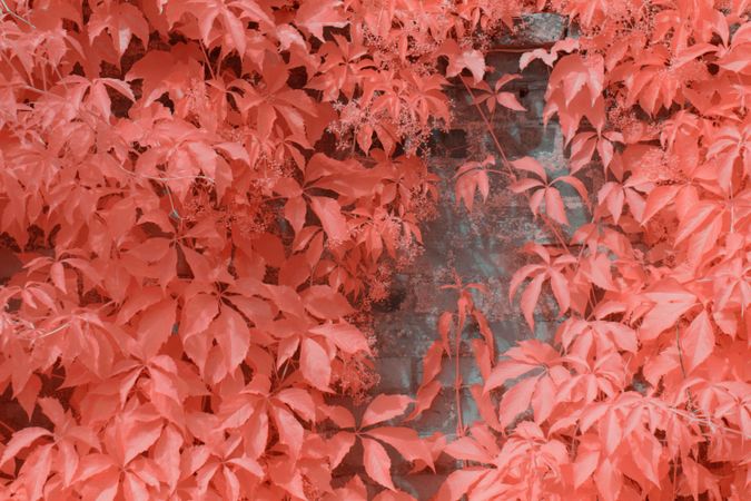 Infrared trees near suburban Stone fence