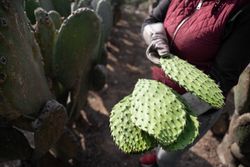 An adult woman is harvesting nopal and carrying them with protective gloves. Close up