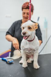 Happy dog on grooming table