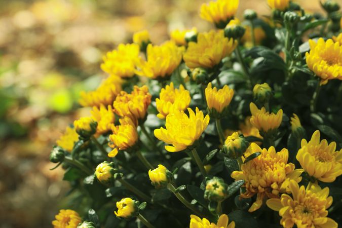 Beautiful yellow chrysanthemums, close up and space for text