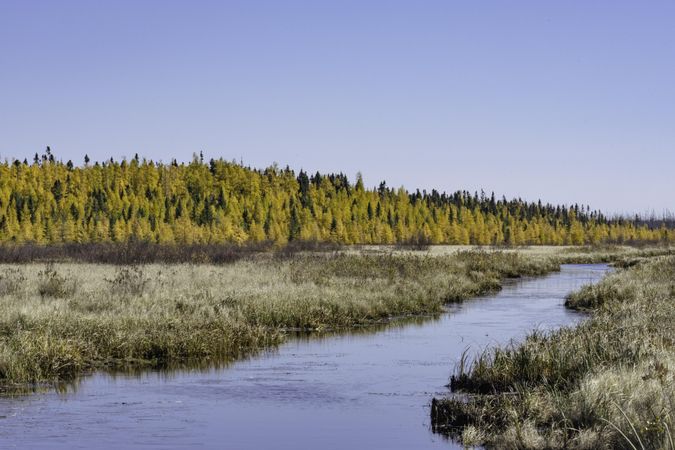 Tamarack trees in Itasca County, Minnesota