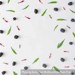 Pattern of blackberry fruit and leaves on light background 0Pg3vb