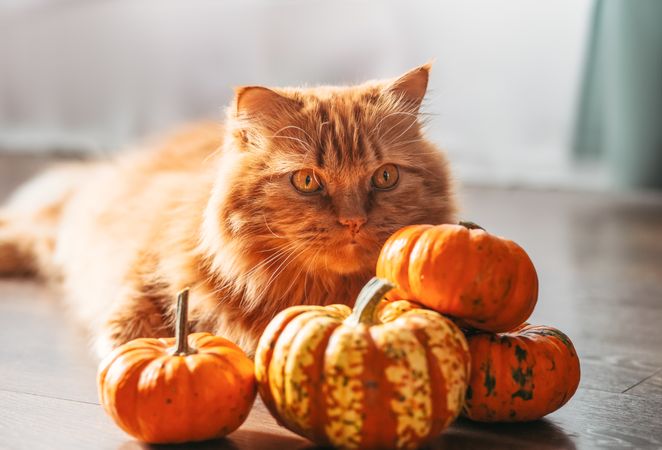 A red cat with an orange pumpkins.  Halloween party concept.