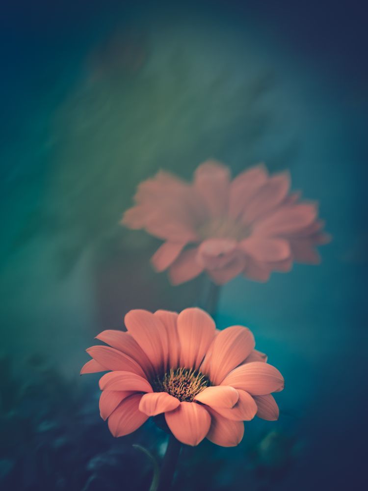 Pretty flower growing in garden