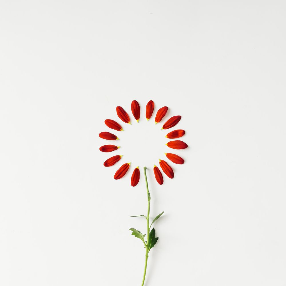 Flower petals arranged in circle with stem