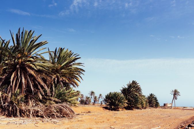 Palm trees growing in sand on seashore