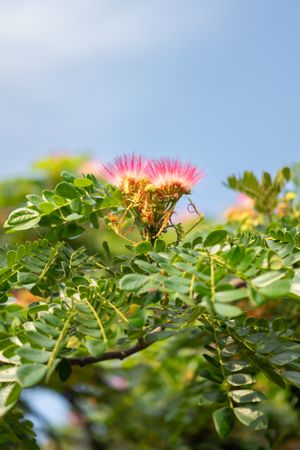 Albizia julibrissin flower, also known as Persian silk tree