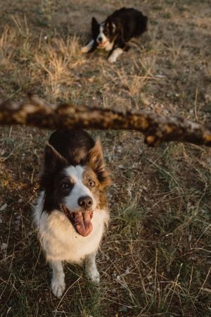 Faceless person having fun with senior Border Collie on road