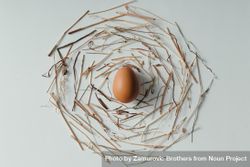 Brown egg in deconstructed, twig nest 4ARqmb
