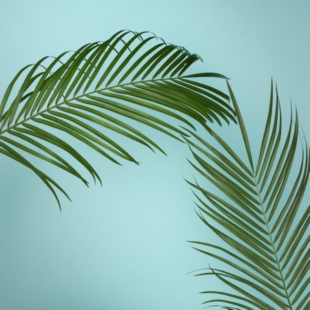 Tropical green leaves on baby blue background