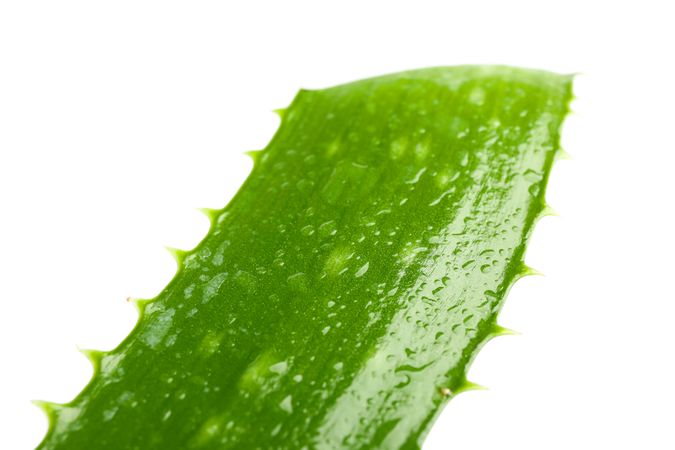 Aloe vera fresh leaf isolated on blank background, closeup. Treatment plant