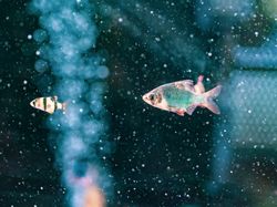 Exotic fish in aquarium