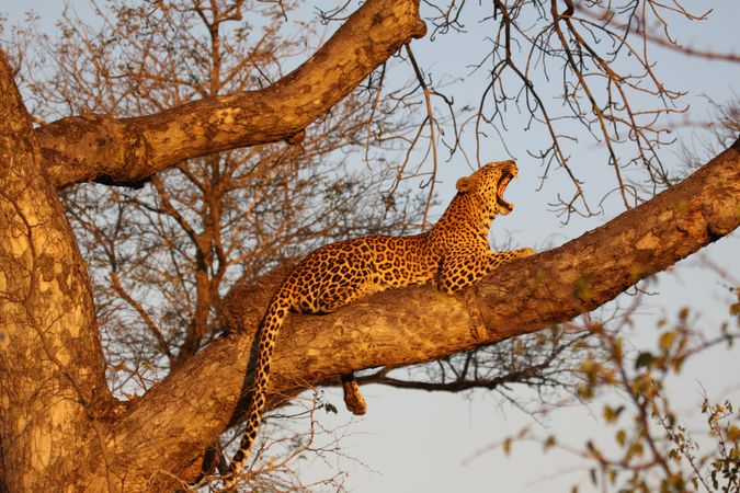 Leopard with wide mouth open on branch of tree