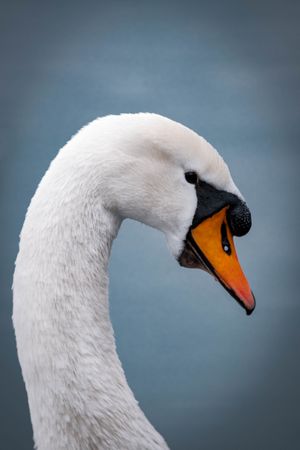 Close-up shot of swan