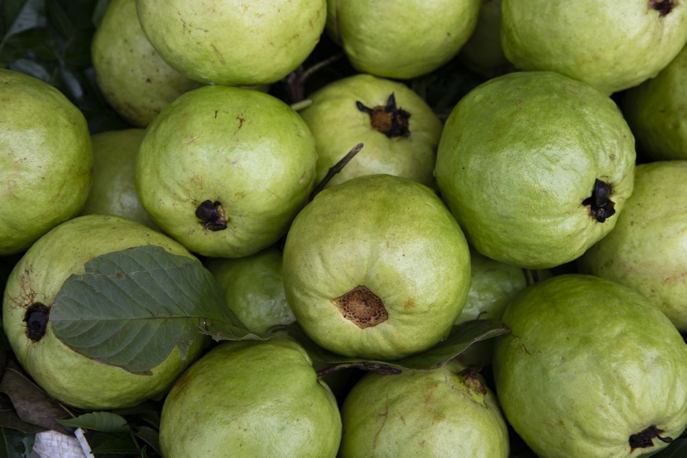 Fresh Green Guava fruits Displayed for sale in the Market of Bangladesh