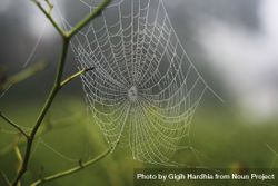 Spider web on tree in dewy field 41LmL5