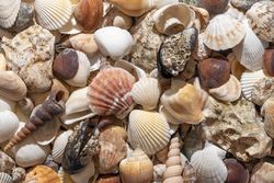 Seashells background, summer concept