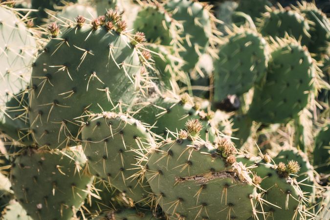 Close-up cactus