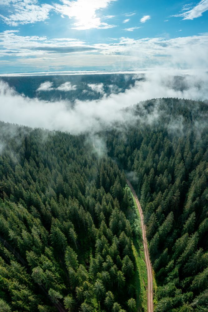 Drone view with the sunrise in a Forest, on a foggy morning