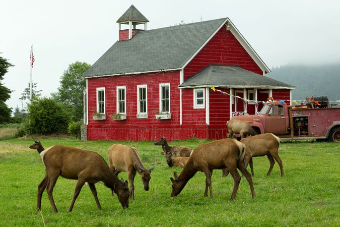 Deer grazing in front of old-fashioned red schoolhouse