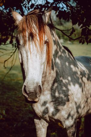Horses pasturing on meadow