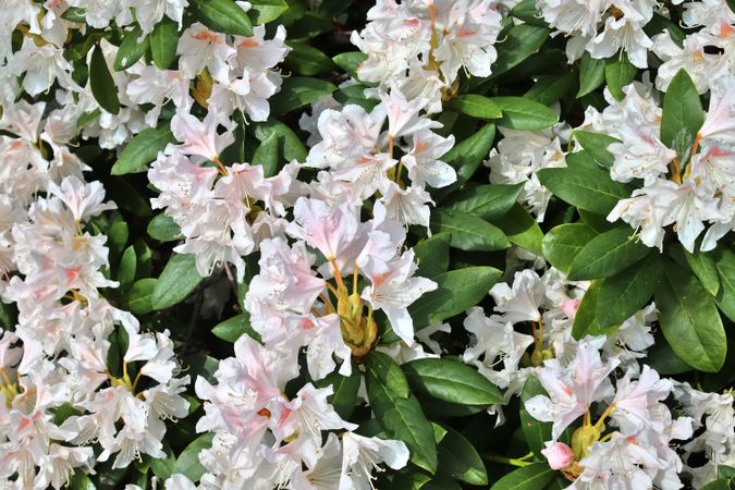 Beautiful flowers in a european garden in different colors