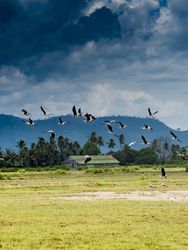 Flying flock of storks above tropical field