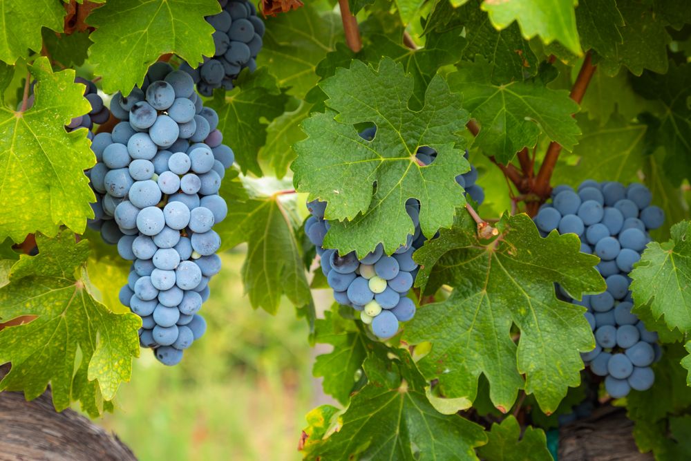 Lush Wine Grapes Clusters Hanging On The Vine