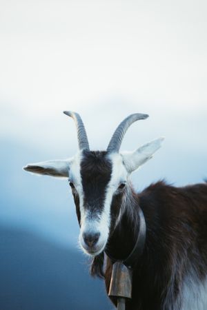 Goat grazing on meadow in Pyrenees mountains