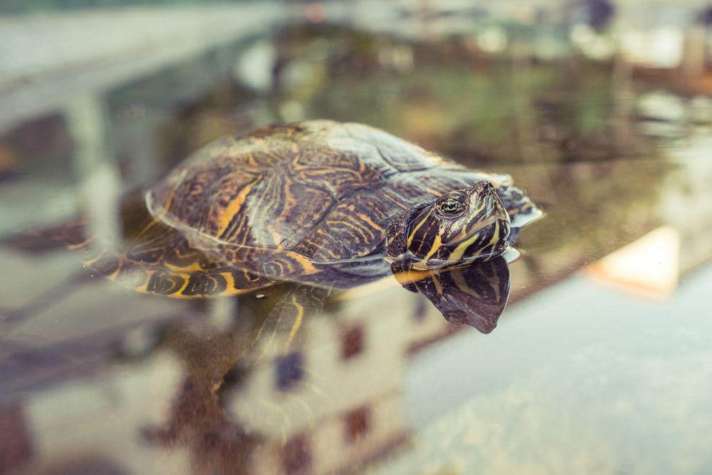 Sea turtle swimming in water
