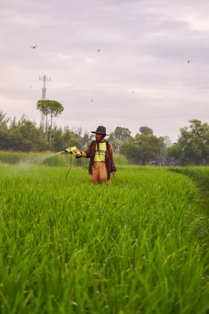 Farmer in Indonesia spraying plants while walking in long grass field